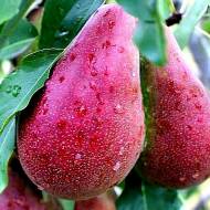 Саджанець Груша Вересневе диво